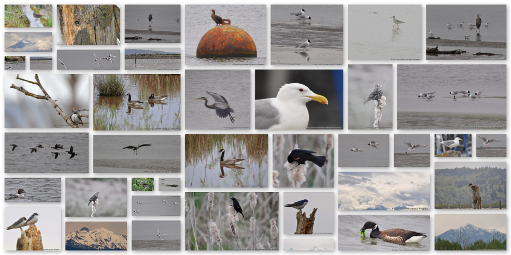 Calvin Fannin | Spring Migration in the Pacific Flyways - Calvin Fannin