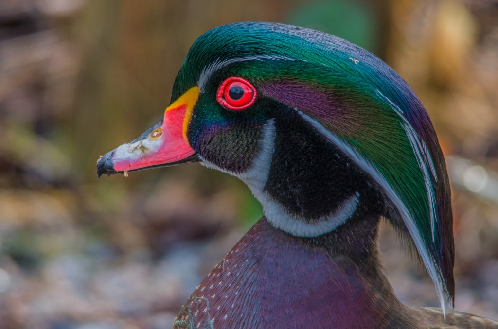 Calvin Fannin | Woody the Wood Duck - Calvin Fannin